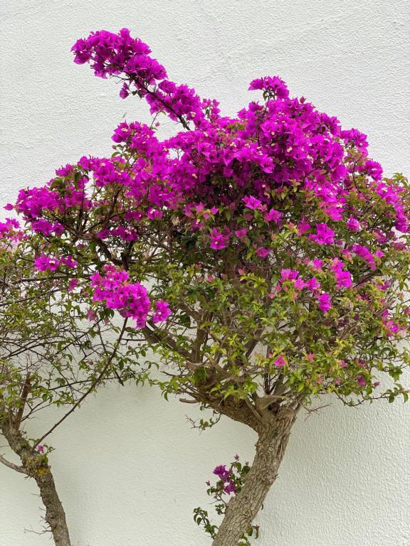 Fewo Cesar Manrique - Albufeira, Portugal Экстерьер фото
